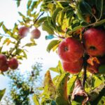 Garden Centre Vancouver & Nursery Maple Ridge: Your Local Destinations for Thriving Gardens