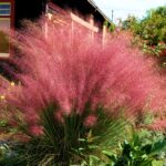 Add Color and Elegance to Your Garden with Pink Muhly Grass from Maple Ridge Garden Centres